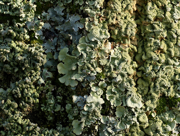 HYPOTRACHYNA REVOLUTA