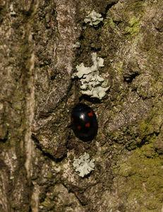 VIERVLEKLIEVEHEERSBEESTJE