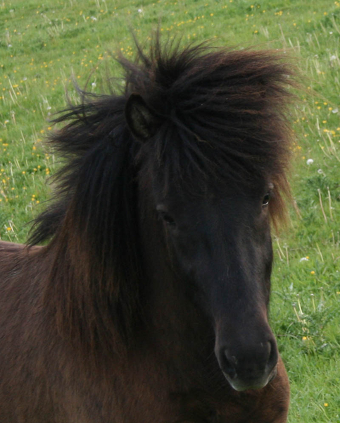 pony