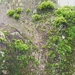 mossen (2)