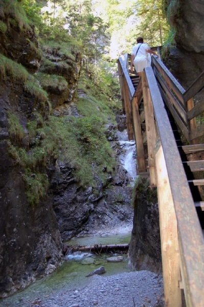 b31  Vorderkäserklamm