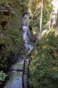 b38  Vorderkäserklamm