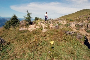 I29  plantentuin -  Kitzbüheler Horn