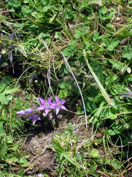 I290  plantentuin -  Kitzbüheler Horn