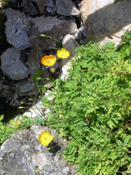 I292  plantentuin -  Kitzbüheler Horn