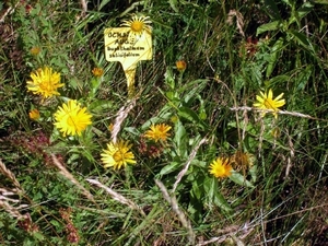 I297  plantentuin -  Kitzbüheler Horn