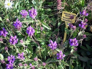 I298  plantentuin -  Kitzbüheler Horn