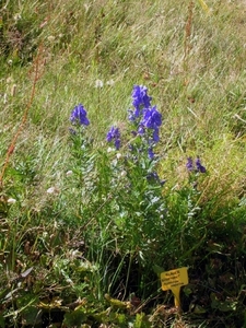 I299  plantentuin -  Kitzbüheler Horn