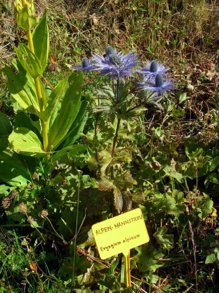 I2990  plantentuin -  Kitzbüheler Horn