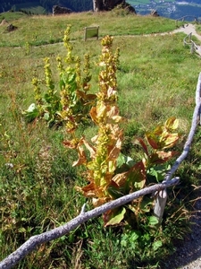 I300  plantentuin -  Kitzbüheler Horn