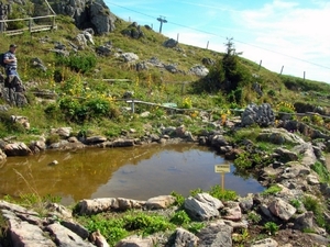 I310  plantentuin -  Kitzbüheler Horn