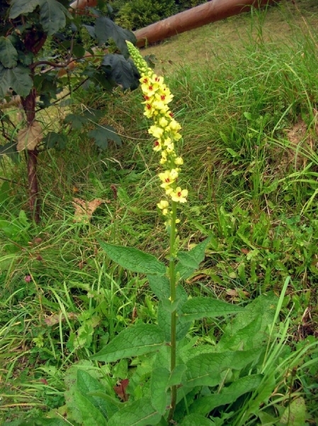 I326  plantentuin -  Kitzbüheler Horn