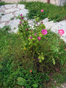 I328  plantentuin -  Kitzbüheler Horn