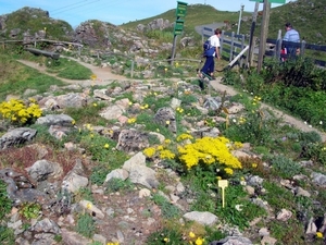 I329  plantentuin -  Kitzbüheler Horn