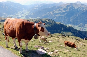 I36   Kitzbüheler Horn