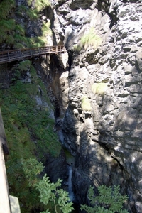 b16  Vorderkäserklamm