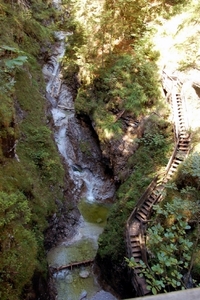 b39  Vorderkäserklamm