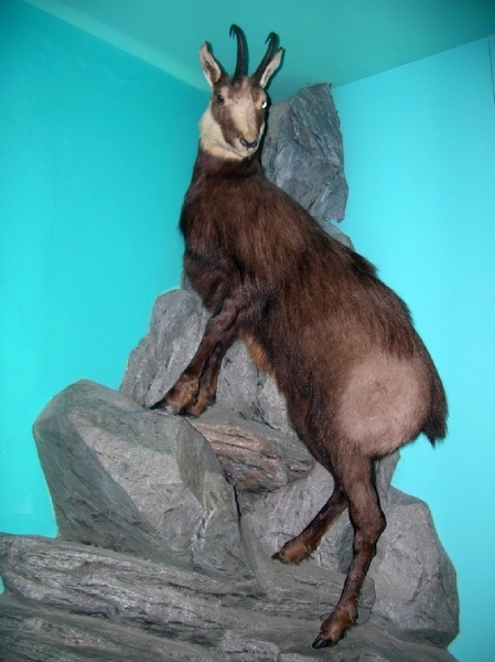 E241  Haus Alpine Natuurschau Grossglockner Hochalpenstrasse