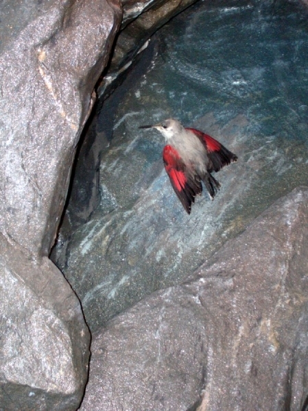 E242  Haus Alpine Natuurschau Grossglockner Hochalpenstrasse