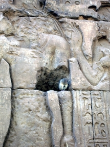 d4  Edfu-tempel