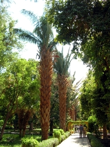 d5  Botanische tuin