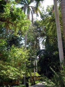 e1   Botanische tuin