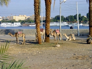 d7   Luxor en omgeving