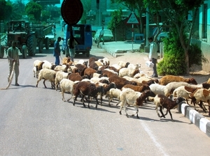 a4 schapen op de weg