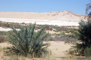 V woestijn01691