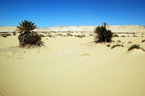 V woestijn087