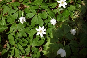 i1   wandeling Irrhausen 146