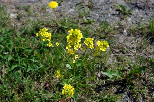 i3   wandeling Irrhausen 148