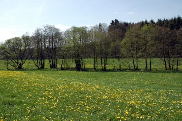 i6   wandeling Irrhausen 151