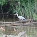 Reiger