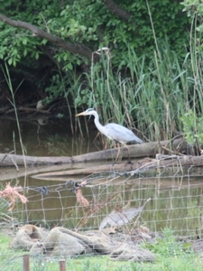 Reiger