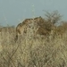 Etosha