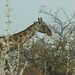 Etosha