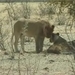 Etosha