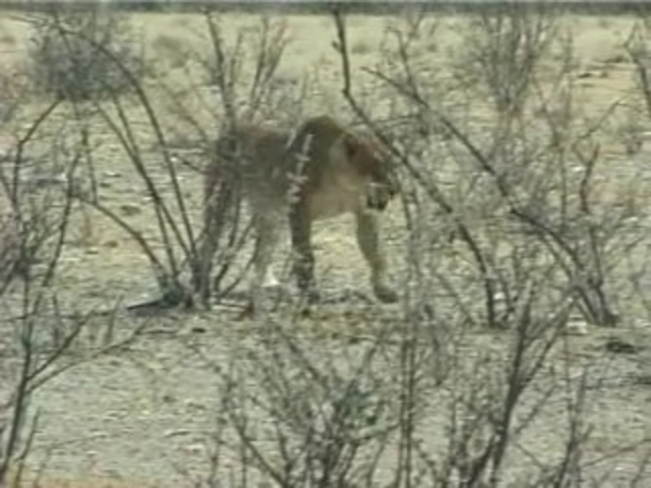 Etosha