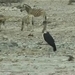 Etosha nationaal park