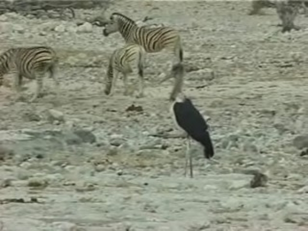 Etosha nationaal park