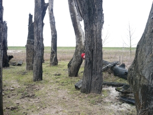 verstoppertje spelen in het bos