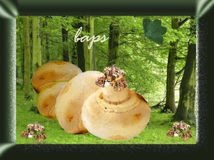 Baps