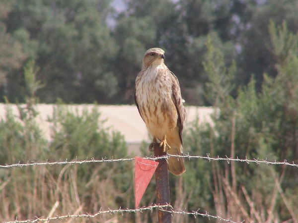buteo vulpinus, buizerd, steppebuizerd