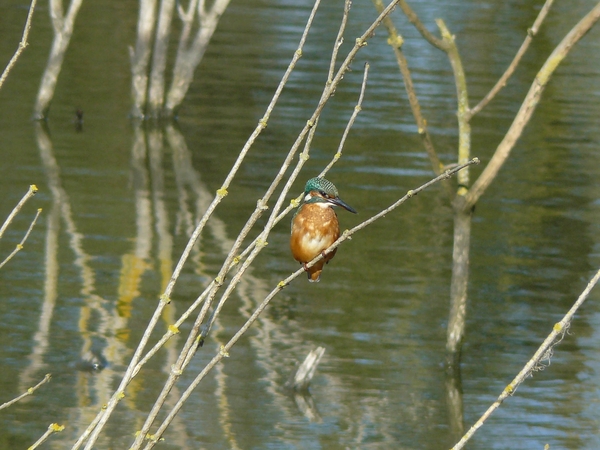 ijsvogel, kingfisher