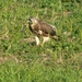 buizerd