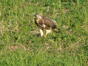 buizerd