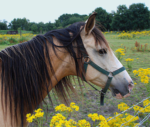 PAARDENHOOFD