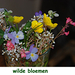 WILDE BLOEMEN