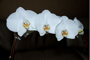 ORCHIDEE